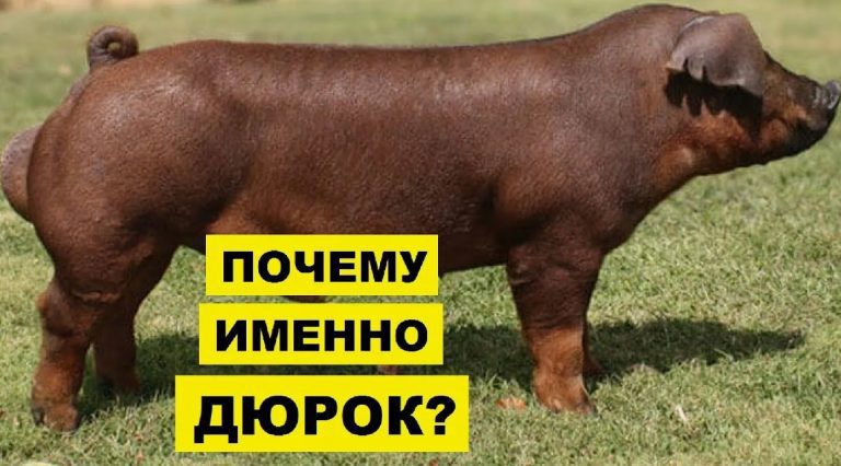 Дюрок Джерси Ред: порода свиней
