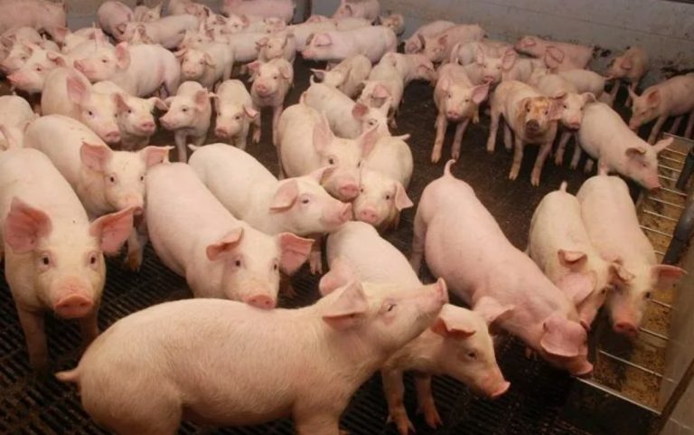 Mycoplasma: акклиматизация свинок