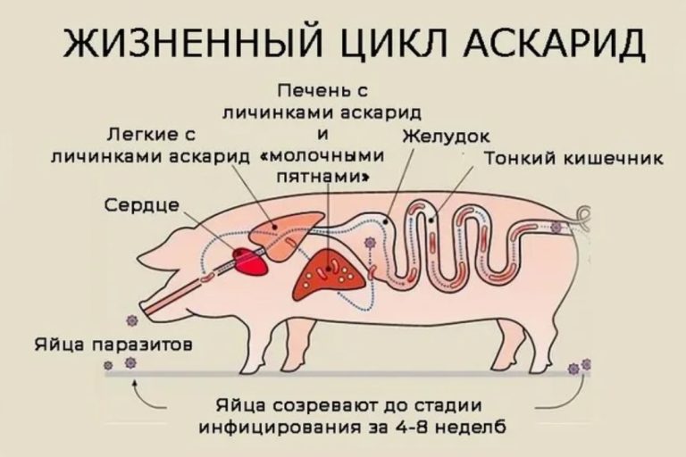 Аскаридоз свиней: профилактика и контроль