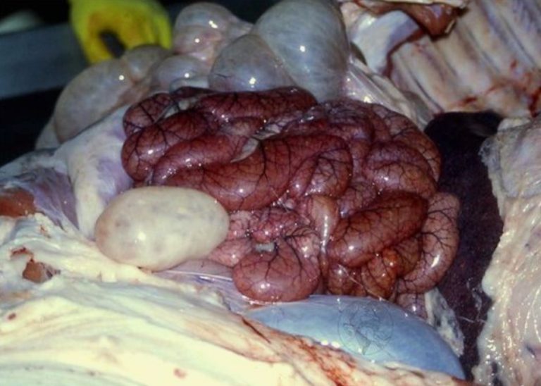 Клостридиоз свиней: инфекция Clostridium perfringens типа A