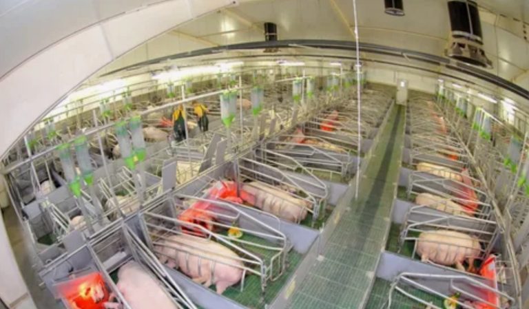 Оптимизация ветбюджета свинокомплекса