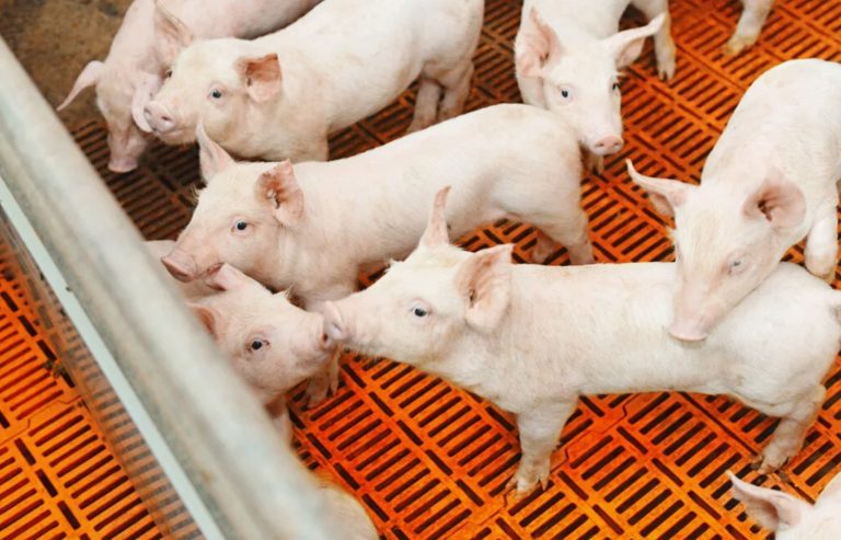 Ошибки в репродукторе свиней: как исправить