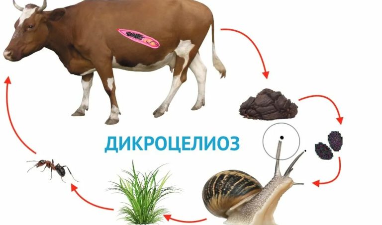 Шокирующий диагноз: дикроцелиоз у коров — причины и лечение