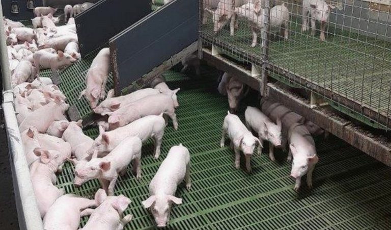 АЧС: клинические признаки в поле