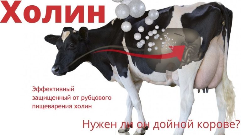 Биодоступность холина у коров современные методы и польза