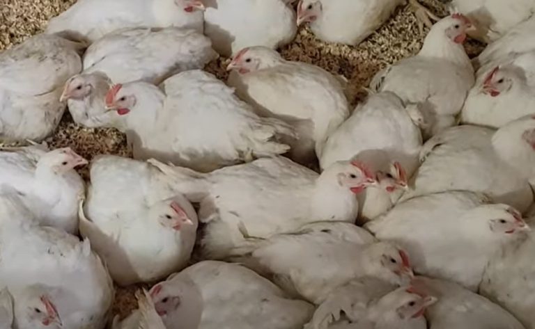 Бройлеры хрипят: чем лечить эффективно