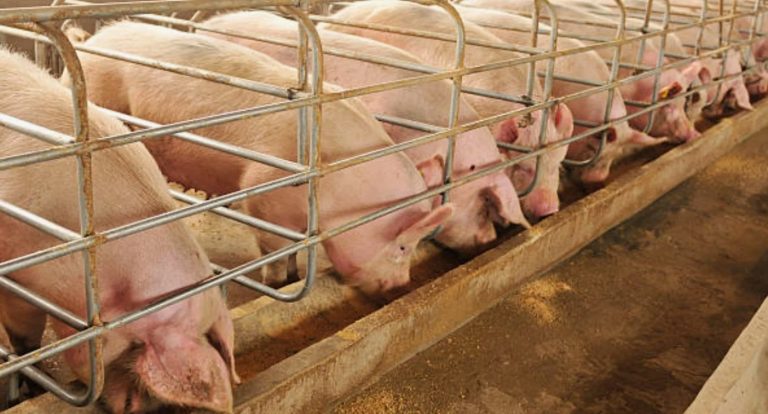 Эффективные решения для откорма свиней продуктивность
