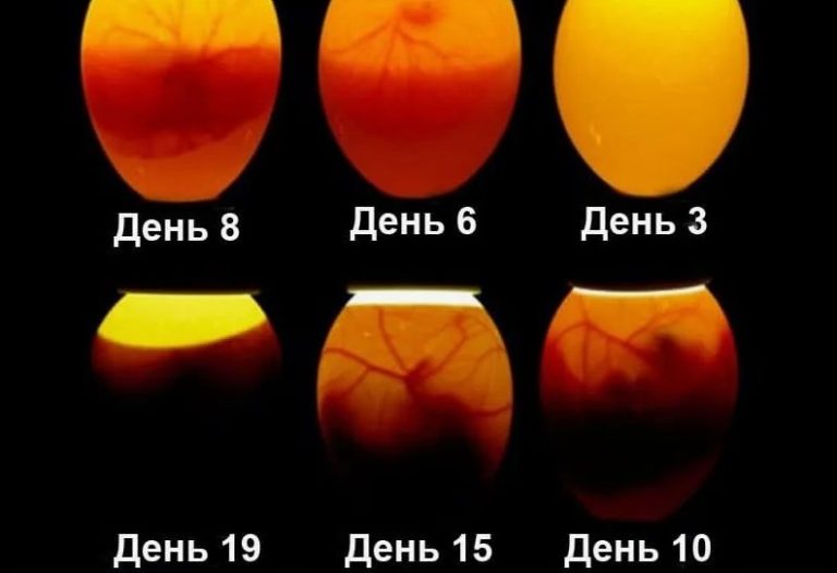 Основы инкубации яиц птицы: советы