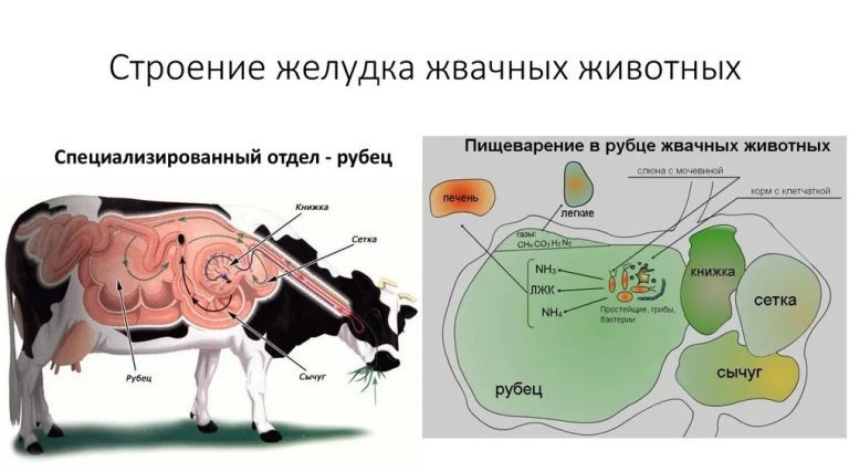 Пищевые липиды в рубце жвачных животных: влияние и польза
