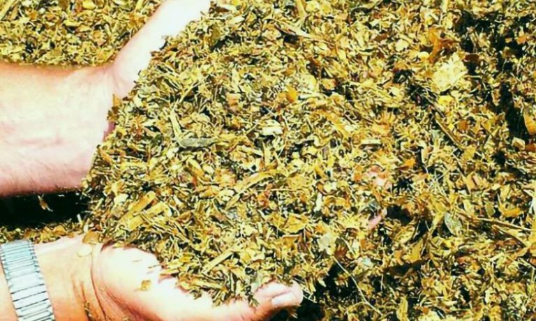 Силос в рационе свиней на откорме польза и применение