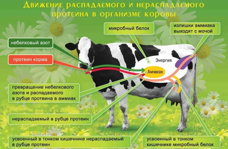 Высокопереваримые травы для молочных коров продуктивность