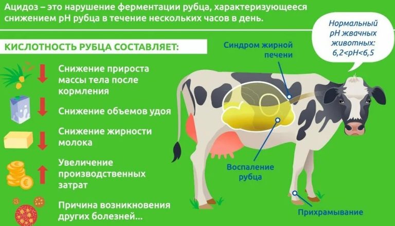 Ячмень с молочной кислотой для коров влияние и польза