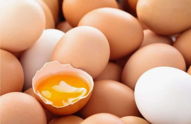 Болезни яиц: как защитить продукцию и повысить прибыль