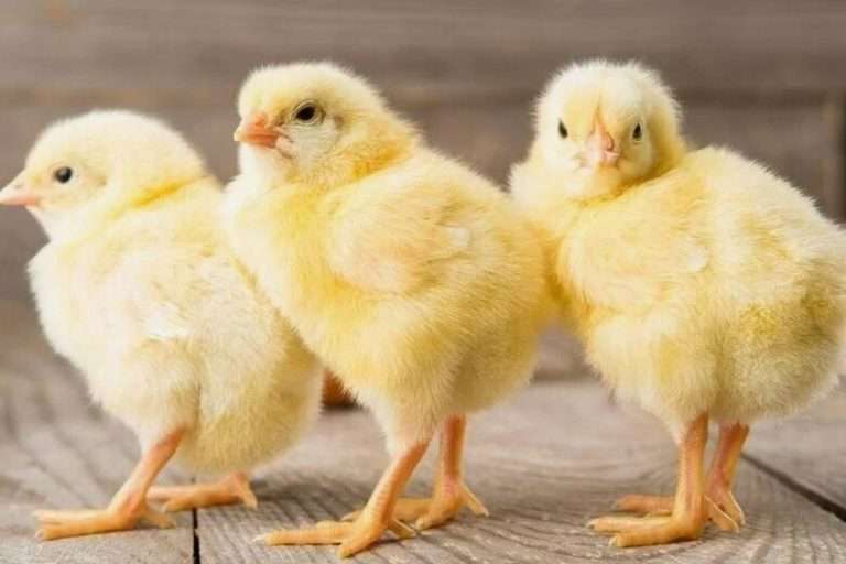 Экономия на кормах в бройлерном производстве 2025: потери 600 000 ₽ или прибыль +22%
