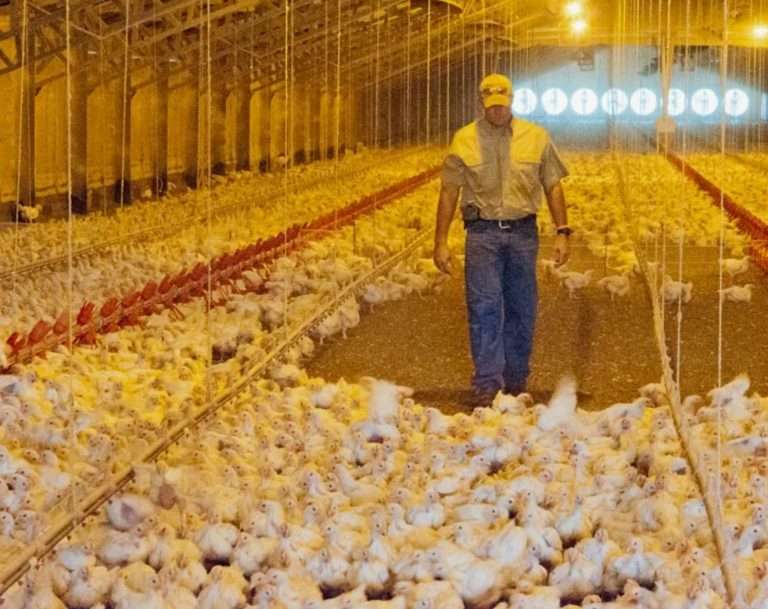 Эпизоотия в птицеводстве: как спасти 90% стада