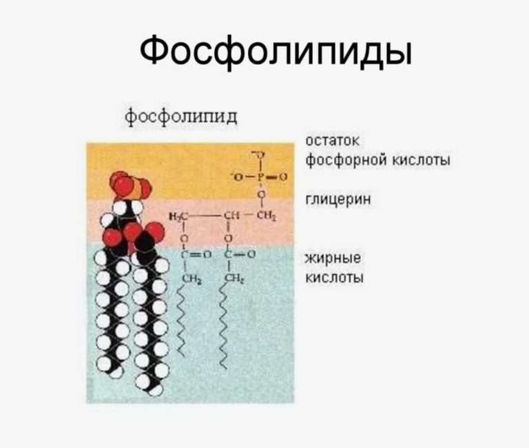 Фосфолипиды в кормах для птицы: как повысить продуктивность