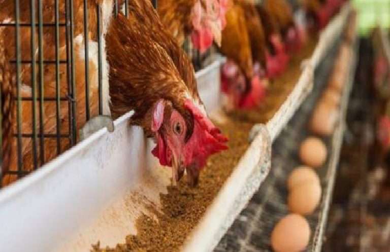 Гороховый концентрат 2025: +20% продуктивности, -15% кормов