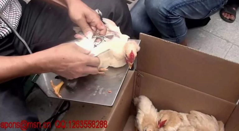Каплунирование птицы: секреты высокой прибыли