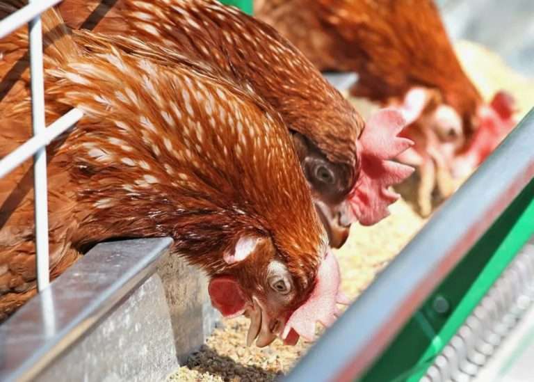 Корм для несушек и бройлеров: как повысить продуктивность