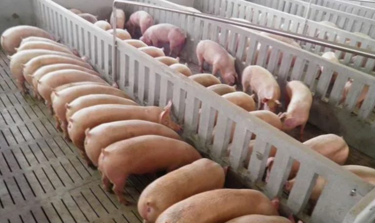 Кормление свиней: оптимизация и продуктивность
