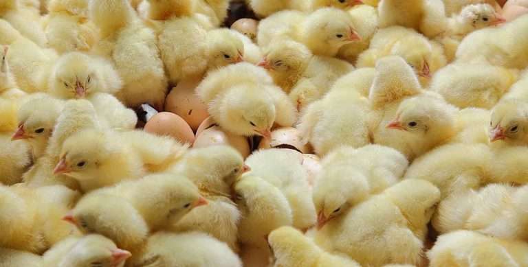 Липиды в кормах для птицы: здоровье и продуктивность