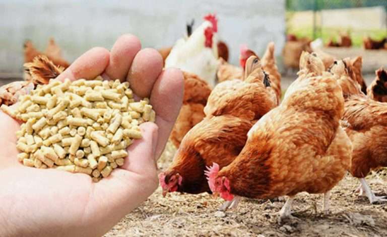 Низкоэнергетические комбикорма для кур-несушек: яйценоскость и экономия