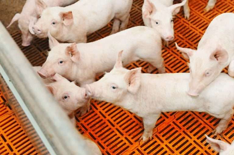Ошибки в репродукторе свиней: как повысить выход поросят