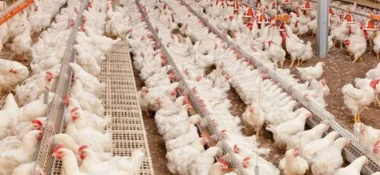 Пробиотики в птицеводстве: здоровье и продуктивность