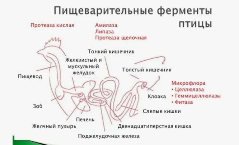 Проблемы ЖКТ у молодняка птицы: причины и решения