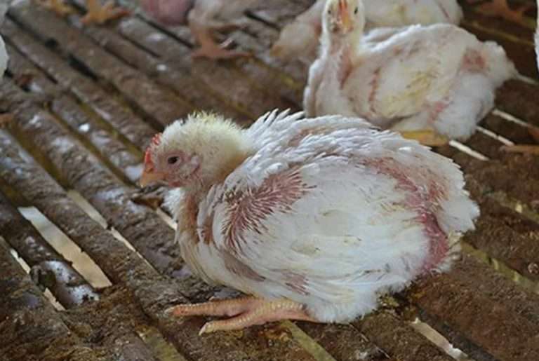 Профилактика микотоксикозов птицы: как снизить падеж и повысить доход