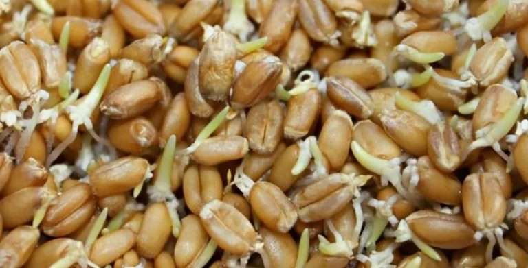 Пророщенное зерно для птицы: здоровье и продуктивность
