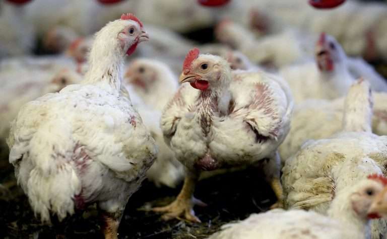 Рационы кормления птицы 2025: продуктивность +20%, экономия 400 000 ₽