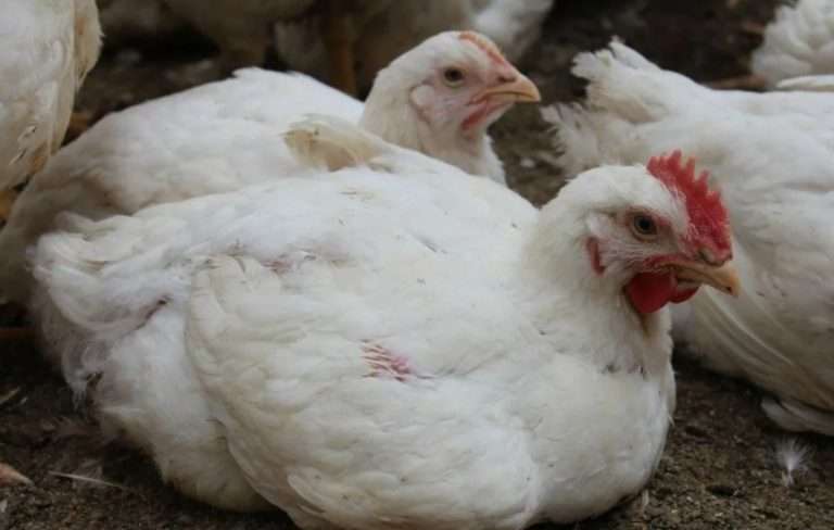 Вакцина DIVA против H7N9: как защитить птиц