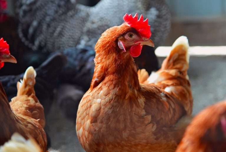Витамин E в кормах для птицы: здоровье и продуктивность