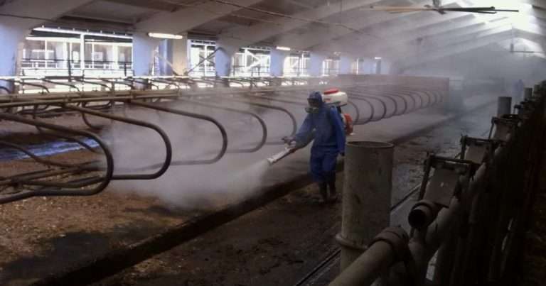 Дезинфекция помещений для КРС: чистота и здоровье стада