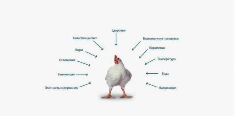 Диагностика состояния кур: как предотвратить убытки