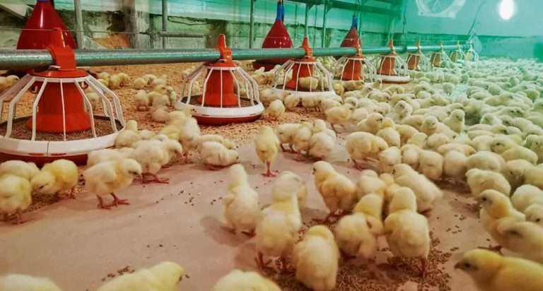 Можно ли вырастить бройлеров экологично и прибыльно в 2025 году?