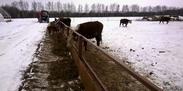 Холодное содержание коров молочной породы: советы и выгоды