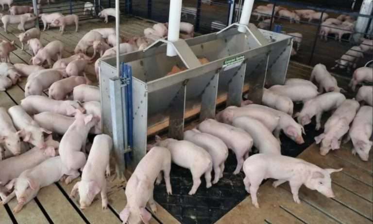 Кормление ремонтных свинок: рацион для роста и репродукции | АгроЗооВет