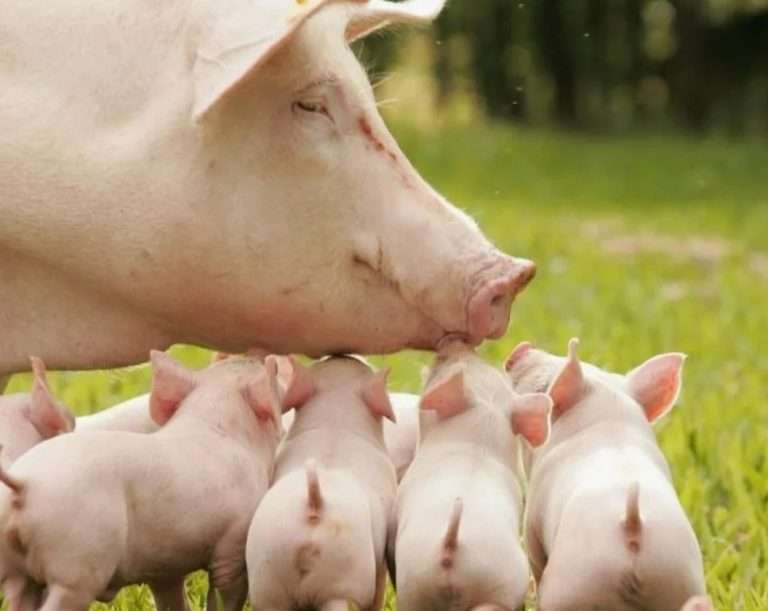 Маркетинг продукции ремонтных свинок: продажи и прибыль | АгроЗооВет