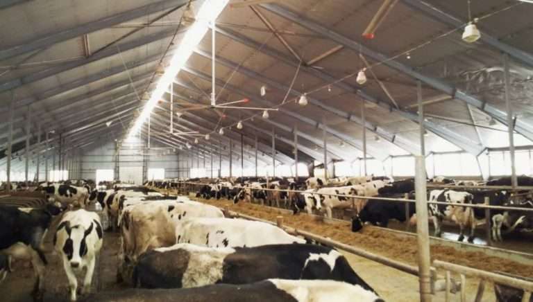 Микроклимат в коровниках КРС: комфорт и продуктивность