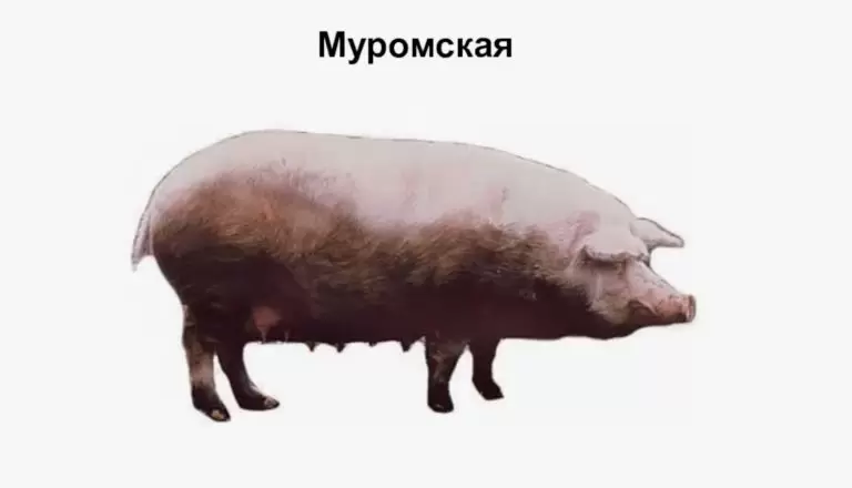 Муромская: порода свиней для местных условий | АгроЗооВет