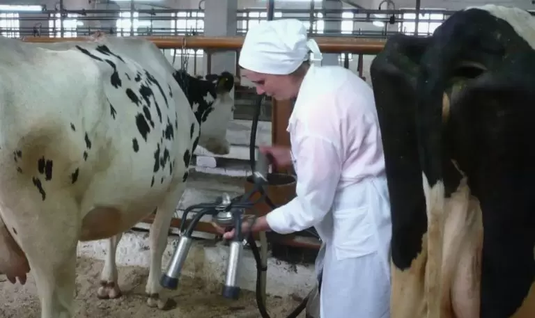Профилактика болезней дойных коров: как сохранить здоровье стада Профилактика болезней дойных коров: комплексный подход