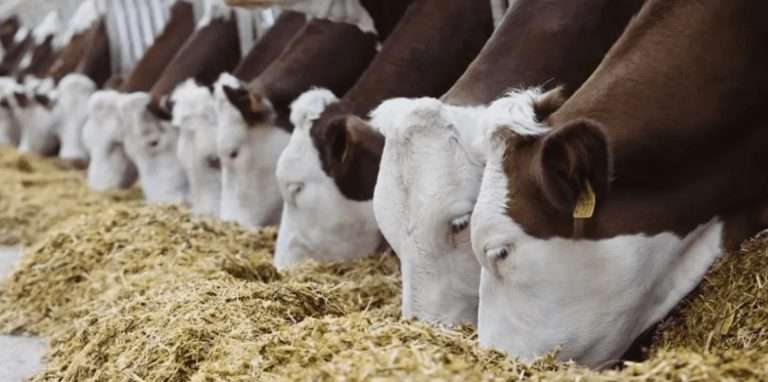 Рацион КРС: сбалансированное питание для продуктивности коров