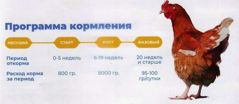 Оптимизация рациона кур: экологичный навоз в 2025