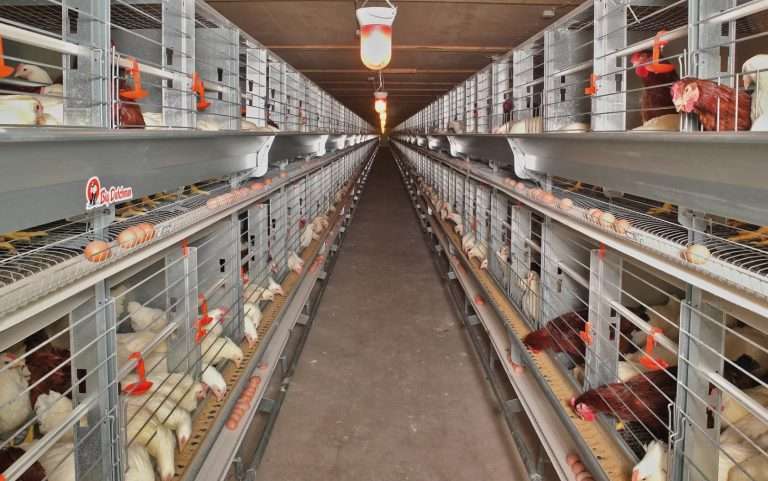Как повысить яйценоскость с равновесными группами в 2025 году?
