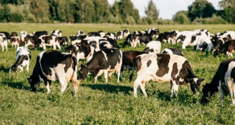 Как разделить стадо коров на группы продуктивности