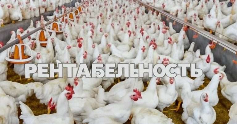 Рентабельность бройлеров: как сделать разведение прибыльным