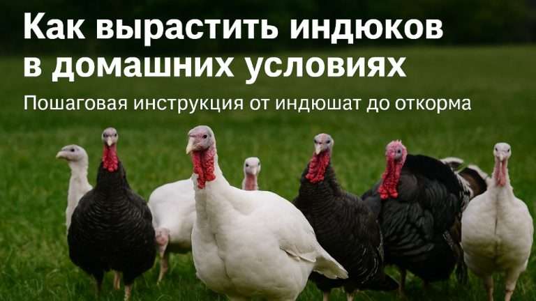 Как вырастить индюков в домашних условиях: пошаговая инструкция и советы