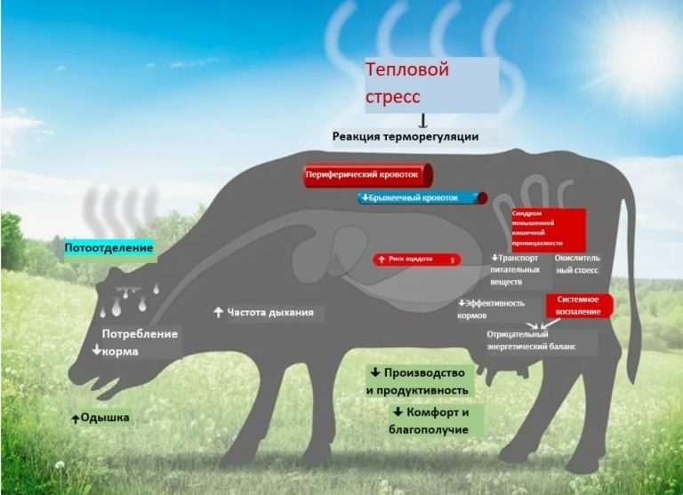Тепловой стресс у коров: как защитить КРС от жары